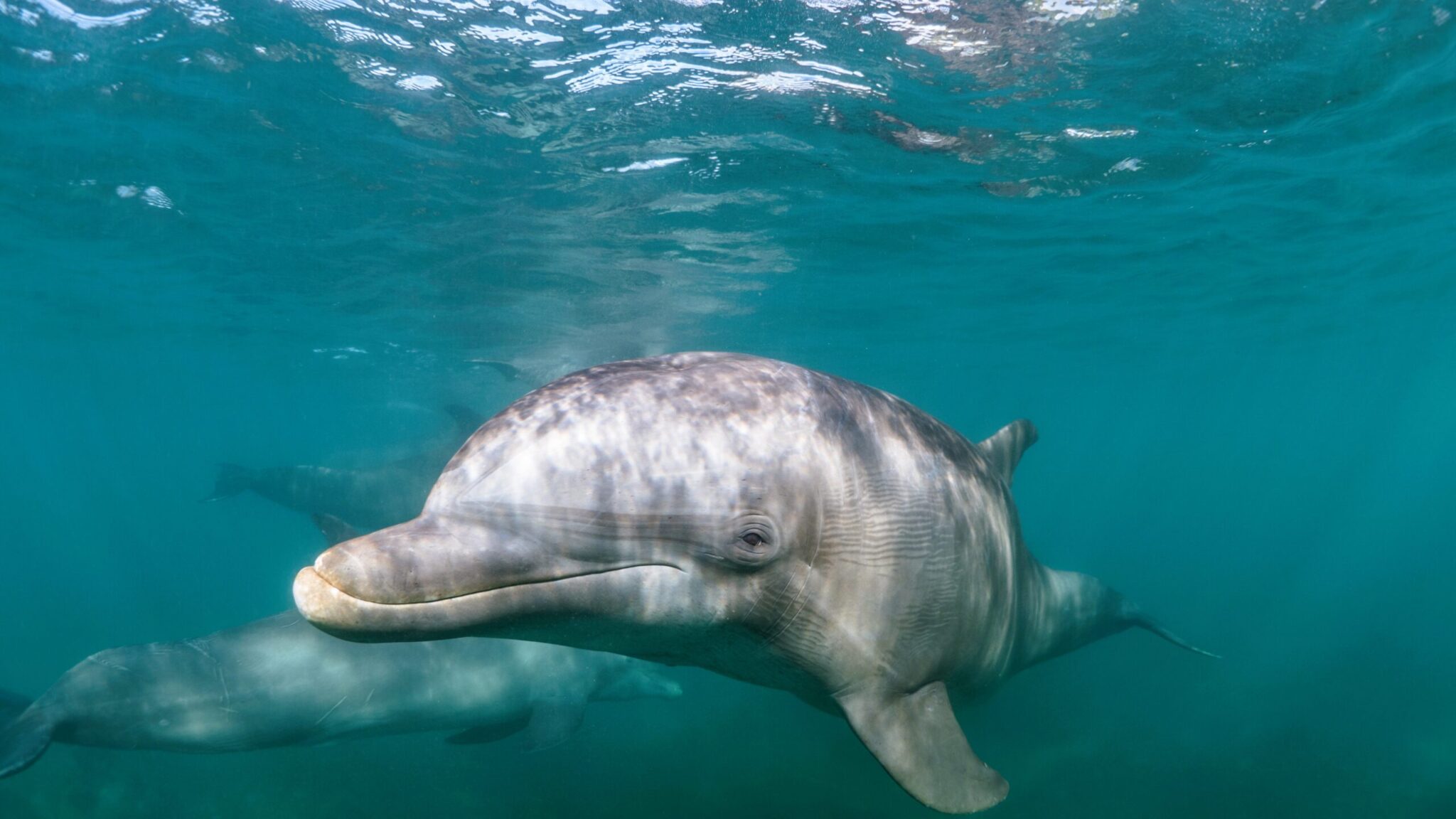 Wild dolphin looking at the camera underwater in Key West