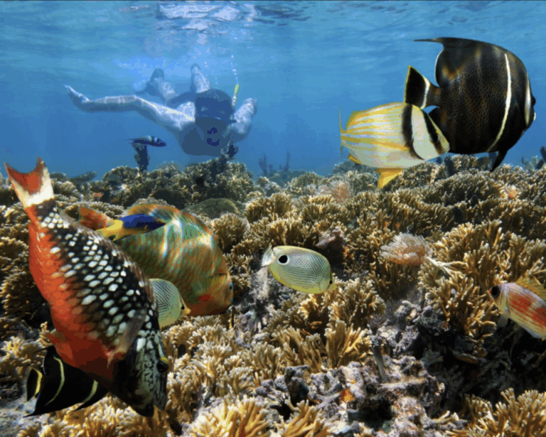 Snorkeling at vibrant coral reef on Key West dolphin tours