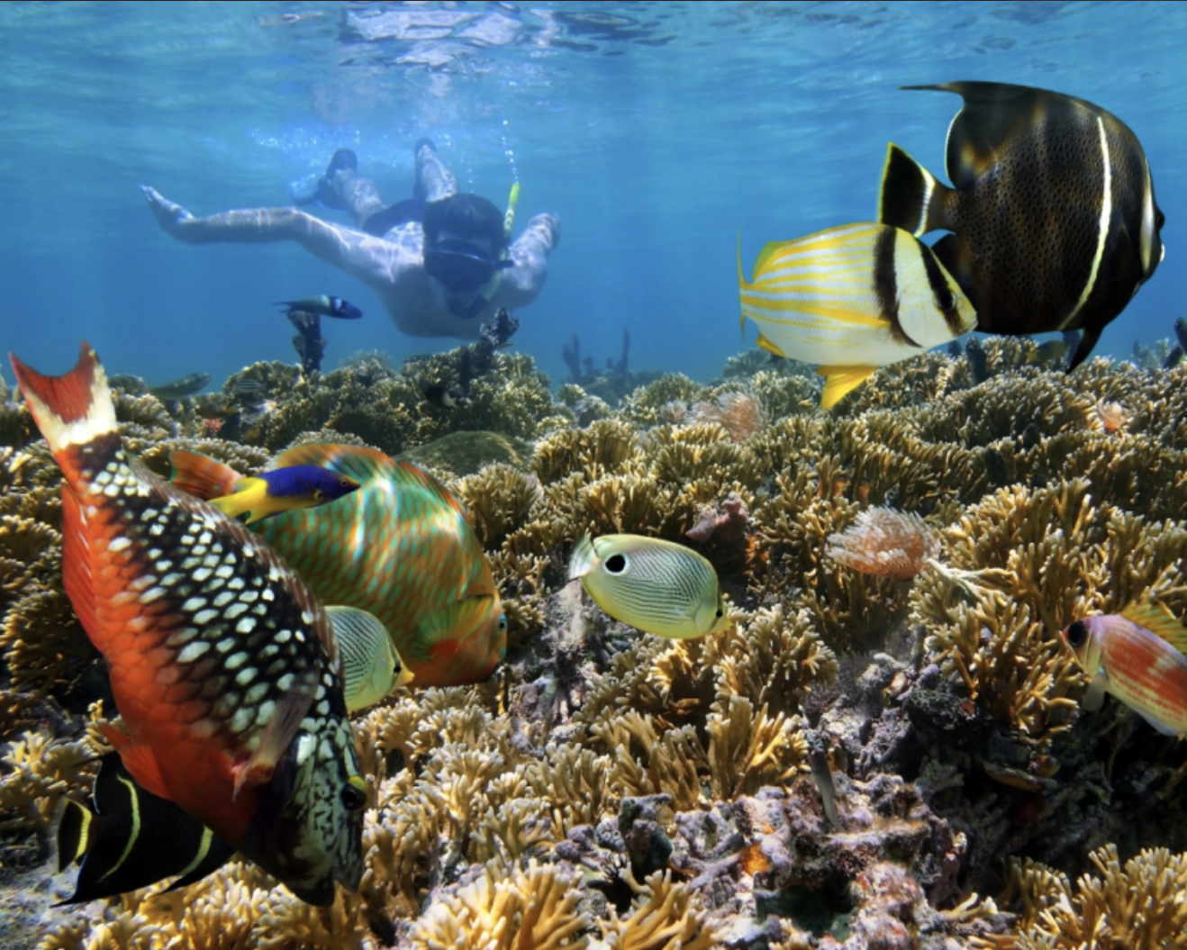 Snorkeling at vibrant coral reef on Key West dolphin tours