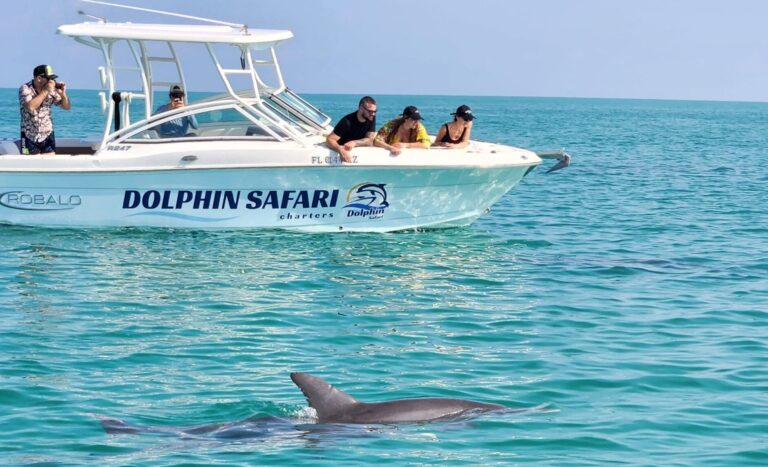 guests watching wild dolphins swim from a dolphin safari charters boat in key west