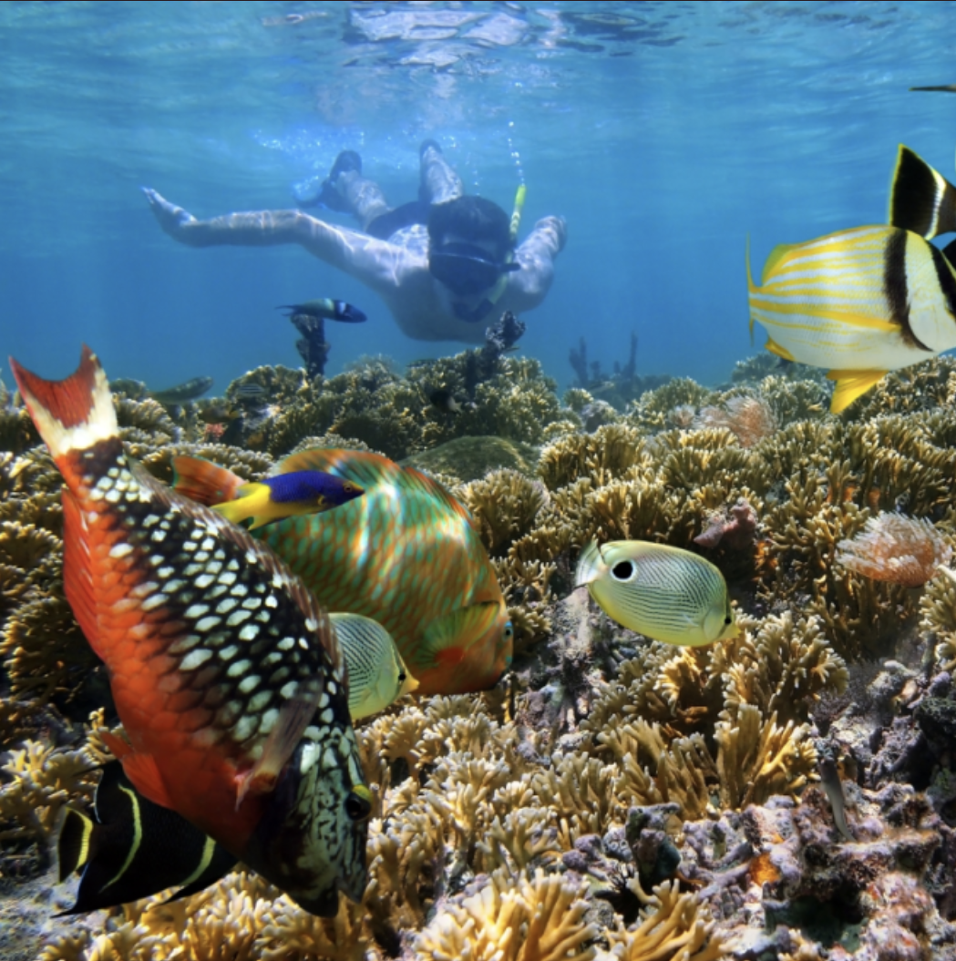 Snorkeler over living coral reef in Key West Florida