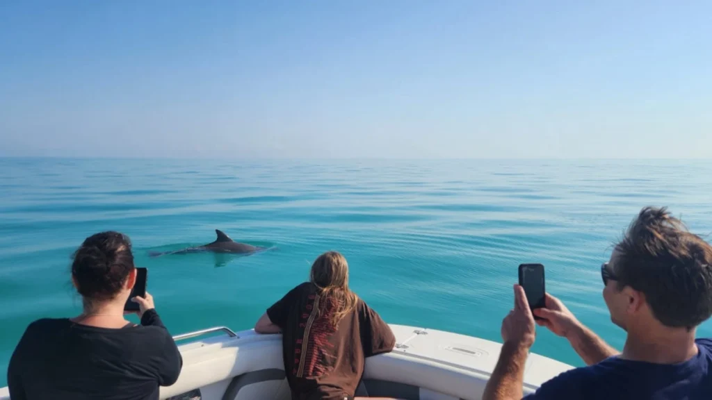 Family watching dolphins from small boat on Key West dolphin tour