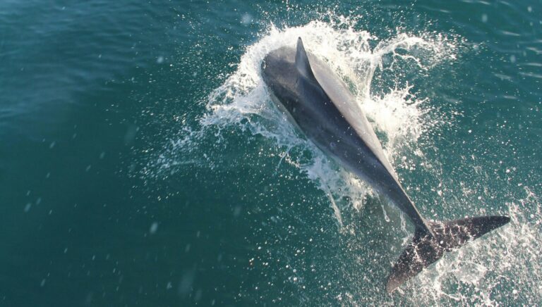 Wild dolphin jumping during Key West dolphin tours