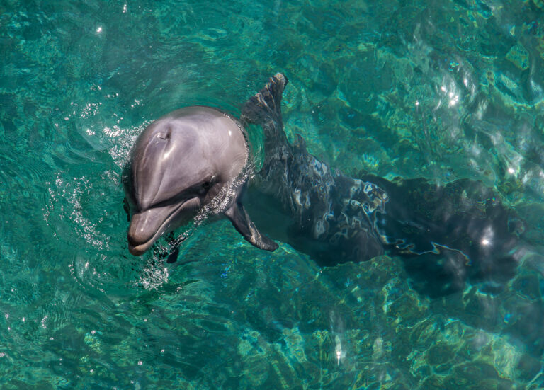Morning dolphin watching on Key West dolphin tours