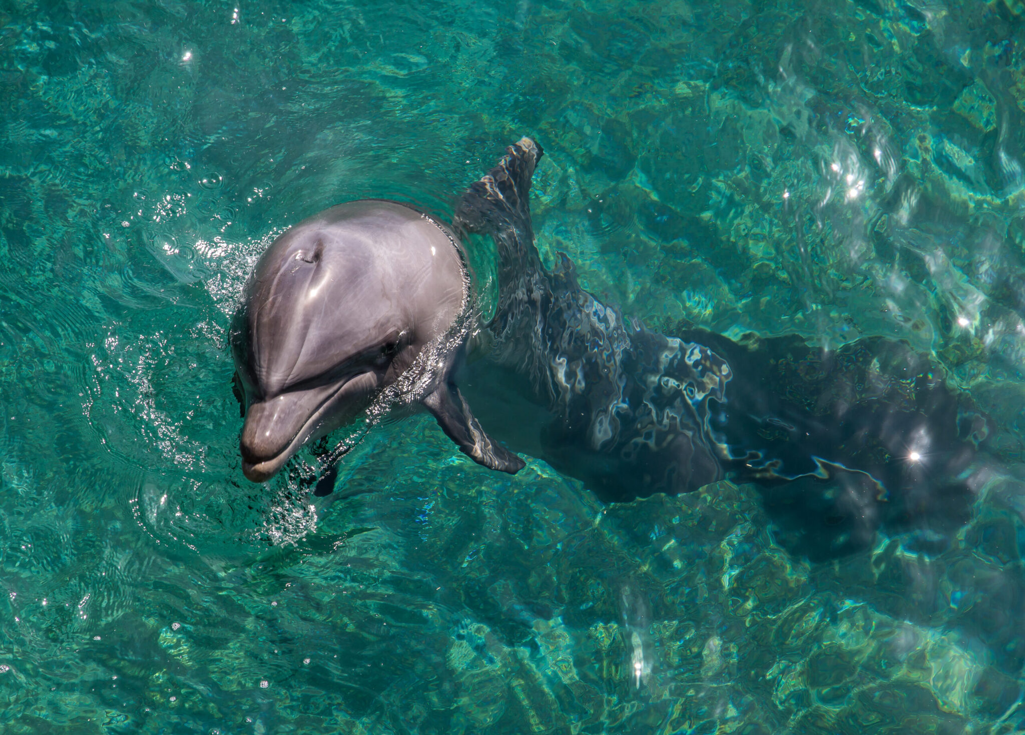 Morning dolphin tour