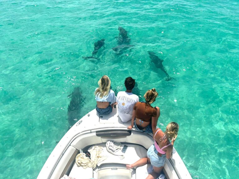 Guests watching wild dolphins swimming alongside a private boat charter in Key West Dolphin Safari Charters