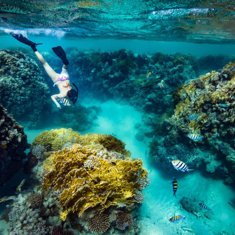 Tourist snorkeling at coral reef on Key West dolphin tours