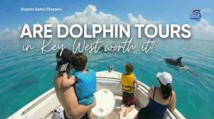 Family is watching wild dolphins during their Dolphin Safari Charters private tour in Key West