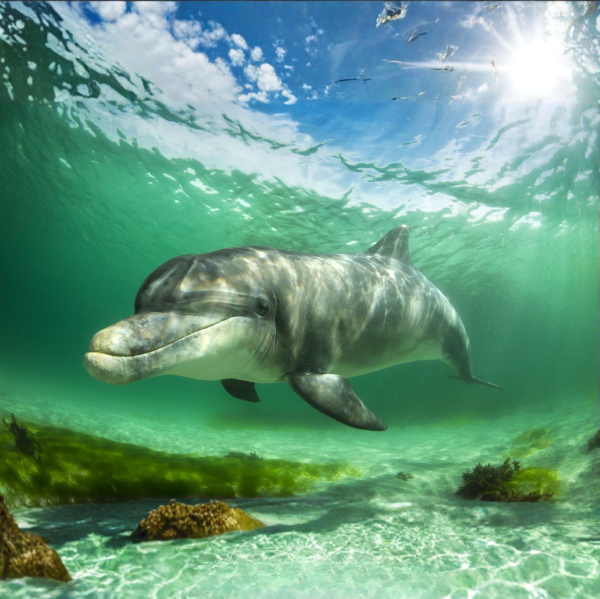 Wild bottlenose dolphin swimming underwater in Key West Florida