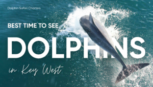 Jumping-dolphin-during-dolphin-watching-tour-in-key-west